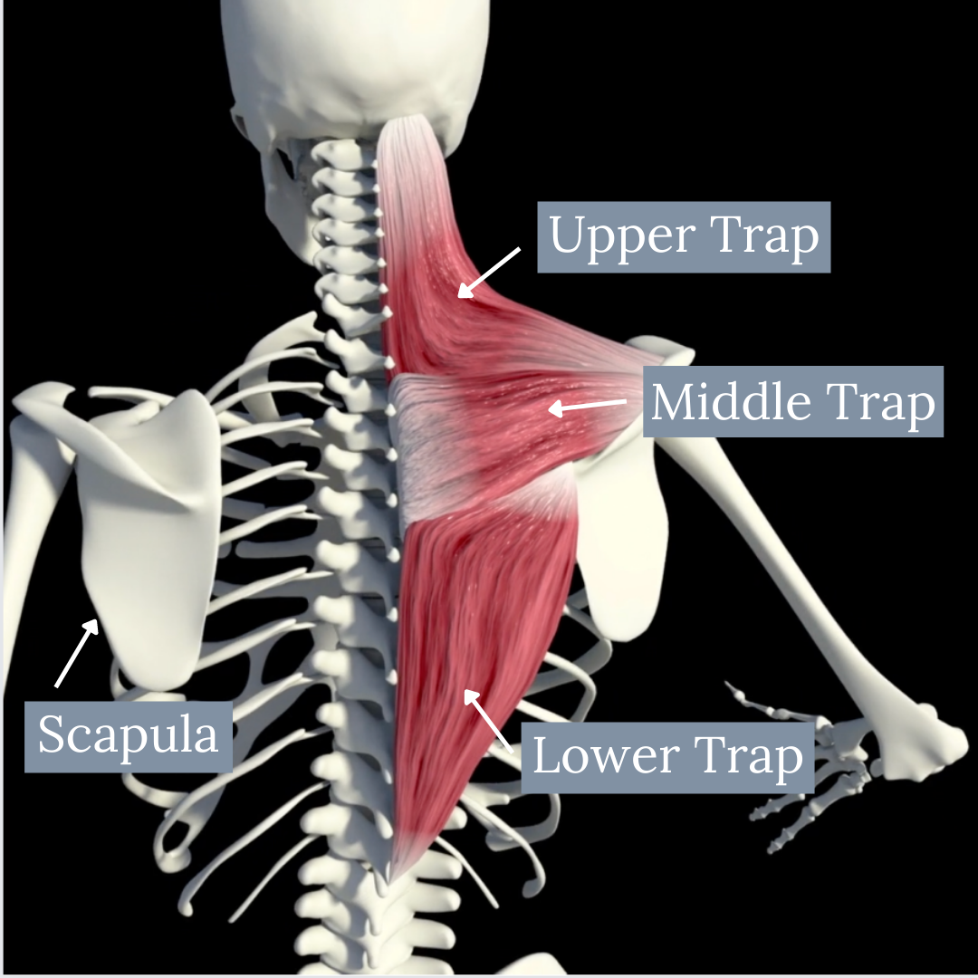 The part of your posture you’re neglecting causing you neck pain ...